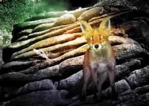 Fuchs, fox